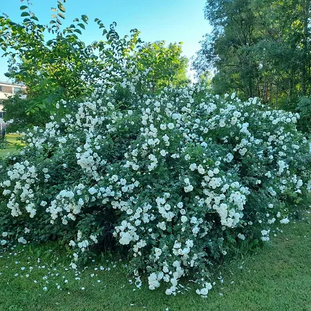 Retroyksioe Bjorkboda
