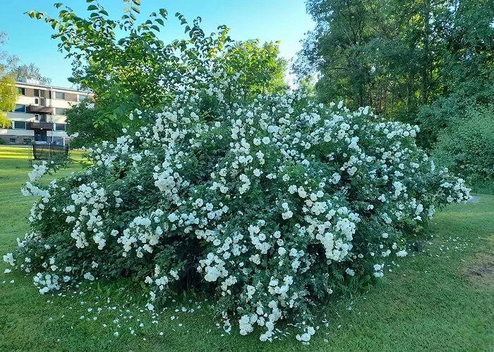 Retroyksioe Bjorkboda